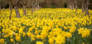 Painswick Rococo Garden