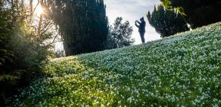 Snowdrops in The Cotswolds