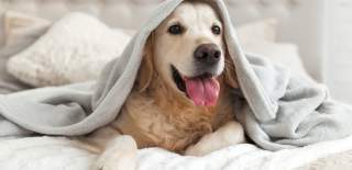 Pet Friendly