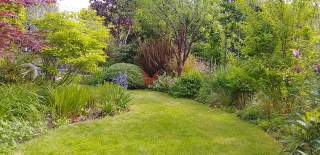 Lush garden scene with a winding grass path. Vibrant green shrubs, trees, and colourful flowers line the path, creating a serene and inviting atmosphere.