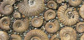 fossils carved into a rockface