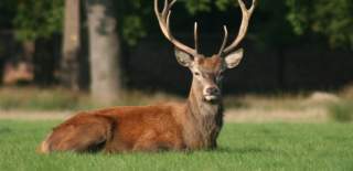 red deer