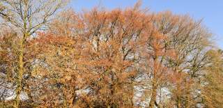 Autumn Trees in Devon