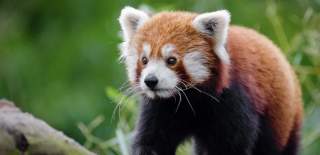 Red Panda Devon