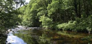 A tranquil river flows through a lush forest with vibrant green trees and ferns lining the banks. The calm water reflects the foliage overhead.