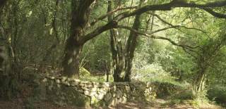 Ancient woodland with large, moss-covered trees casting shadows over a winding stone wall. Sunlight filters through the leaves, creating a serene, mystical atmosphere.