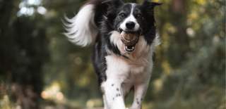 running dog with a ball in his mouth