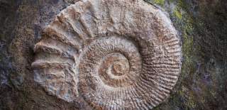 fossil