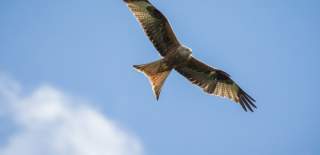 red kite