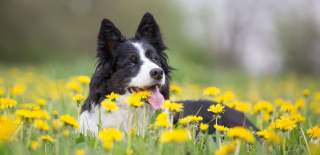 dog chilling on a meadow