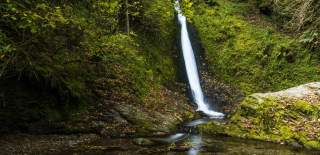 A serene waterfall cascades down a moss-covered cliff into a tranquil stream, surrounded by lush greenery and scattered autumn leaves, evoking calm.