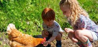 children feeding a chicken