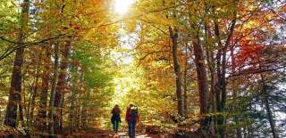 people walking in the woods in autumn