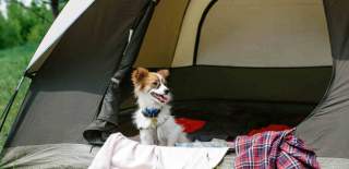 Dog sitting in an open tent on a campsite