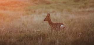 A Deer walking in a field