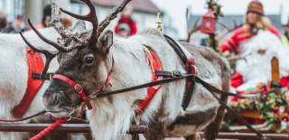 Father Christmas being pulled on his sleigh by his team of magical reindeer at the Beverley Festival of Christmas, East Yorkshire