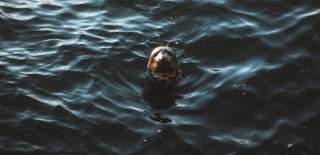 A seals head bobbing up in the sea