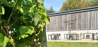 Some vines at Laurel Vines with the outdoor seating area in the background