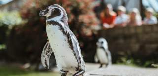 Penguin at Sewerby Hall zoo