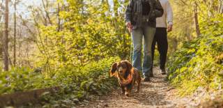 Two people walking their sausage dog through the Yorkshire Wolds.