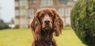 A brown dog in the grounds of Burton Agnes Hall in East Yorkshire