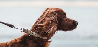 A large brown dog looks out across the East Yorkshire coast.