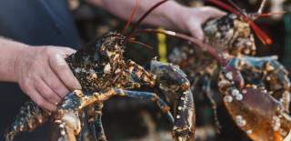 A fisherman holding two freshly caught Bridlington Bay lobsters