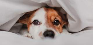 A small dog nestled in a fluffy duvet