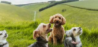 Four dogs on a walk in the Yorkshire Wolds