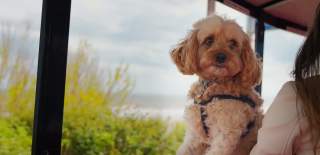 Bridlington welcomes dogs!