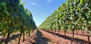 Vines at Tinwood Estate Vineyard