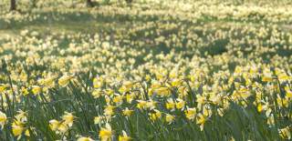 Daffodils at West Dean Gardens
