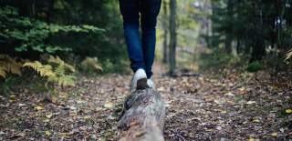 A person walking in woodland