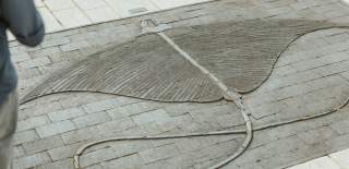Engraved stone artwork of a stingray set into a paved walkway, forming part of Hull’s Fish Trail and showcasing detailed textures and natural marine design in an urban public space.