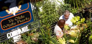 Outdoor seating area at Ye Olde White Harte pub in Hull, showing visitors dining in a leafy garden surrounded by plants, with the historic pub sign in the foreground.