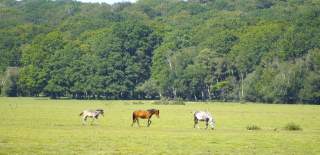 Ponies wandering across grassland in the New Forest