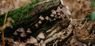 Fungi cups on tree in the New Forest
