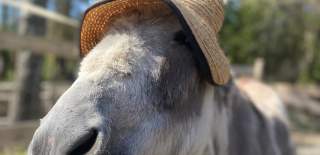 Ett esel med hatt