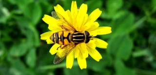 En bie som sitter på en blomst