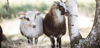 Two sheep watching