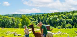 Barn som hilser på alpakka