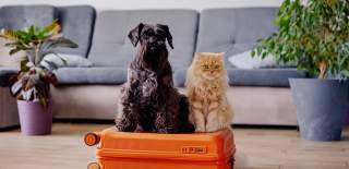 Sort hund og lysebrun katt sitter på en oransje koffert i en stue