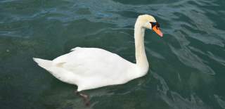 Photograph showing a swan in water