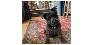 Angel on the Bridge, Henley Welcomes Dogs