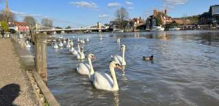 Swans gliding along the river by the Thames Path at Marlow