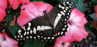 A tropical butterfly sitting on a pink flower