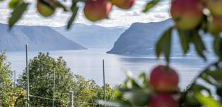 Obst am Sognefjord