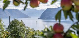 Frukt ved Sognefjorden