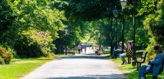 Walkway in Palmerston Park with trees either side