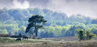 The enchanting New Forest is a short drive from Southampton.